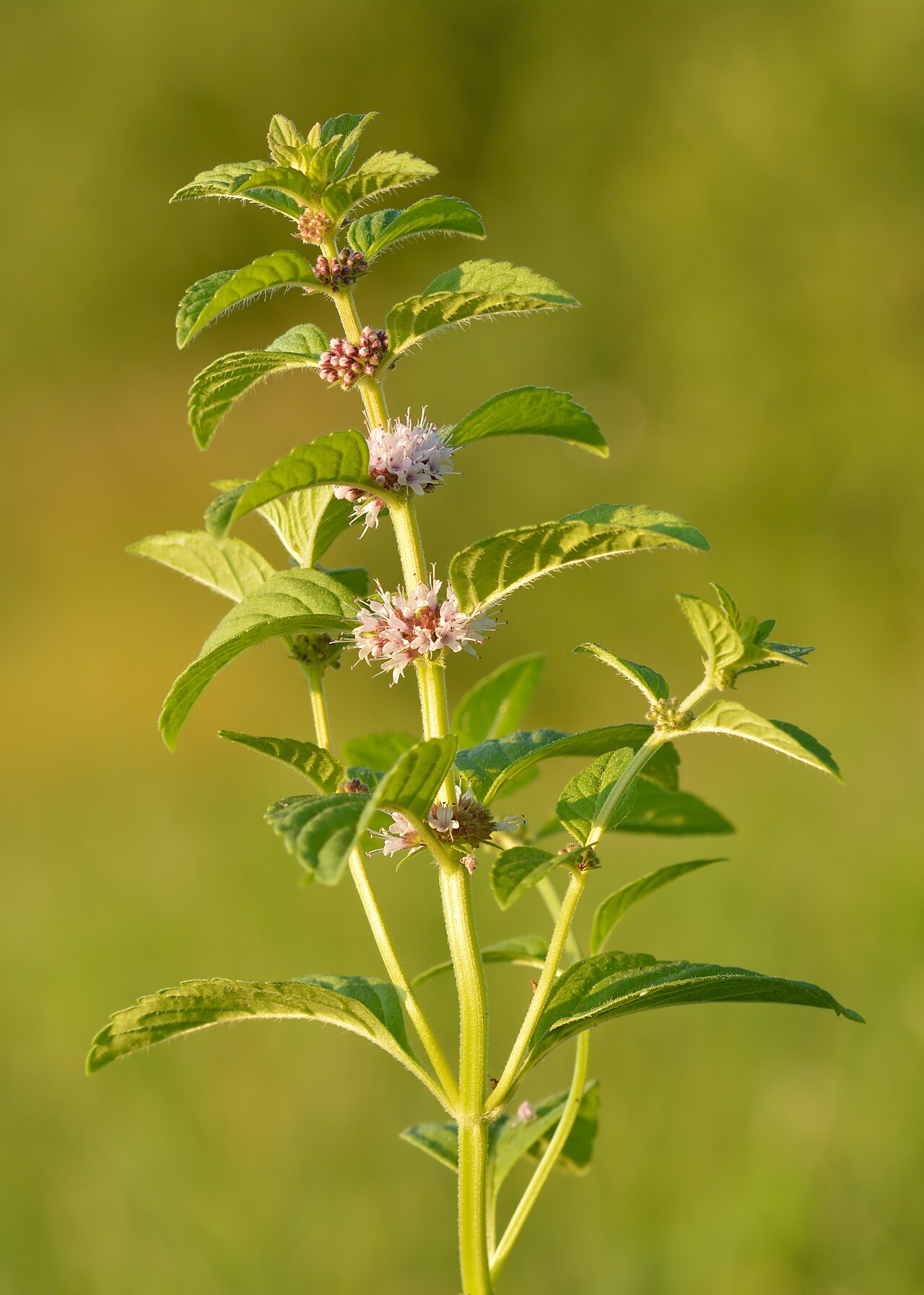 field mint