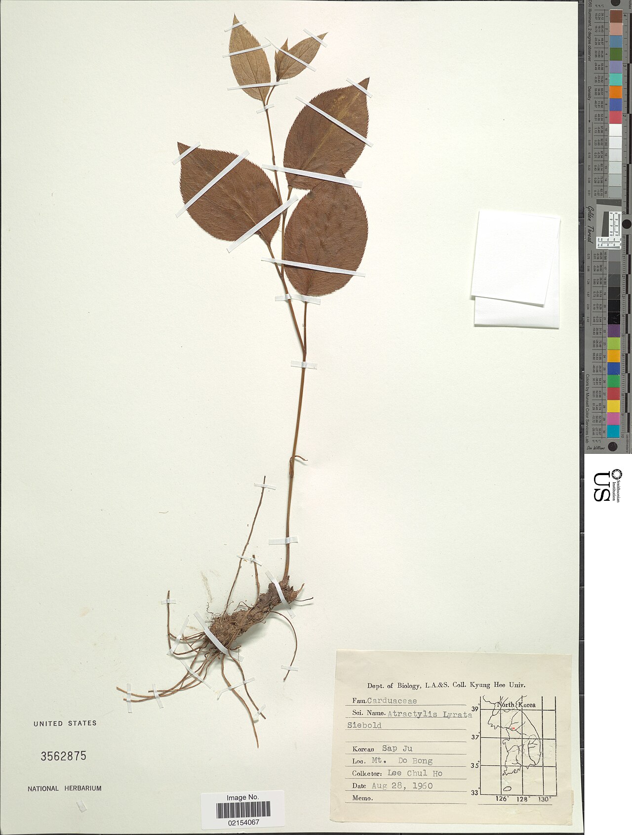 grey atractylodes
