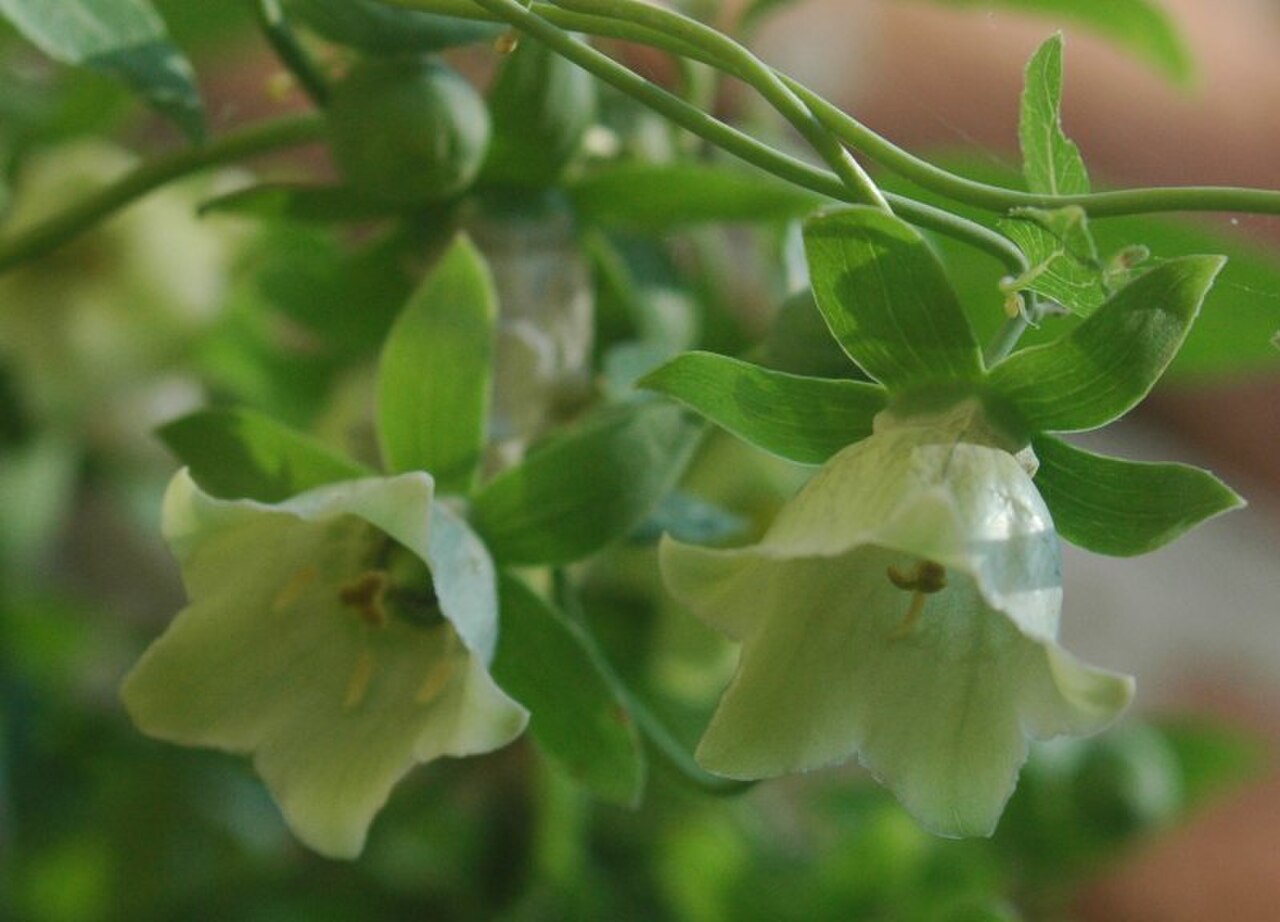 codonopsis