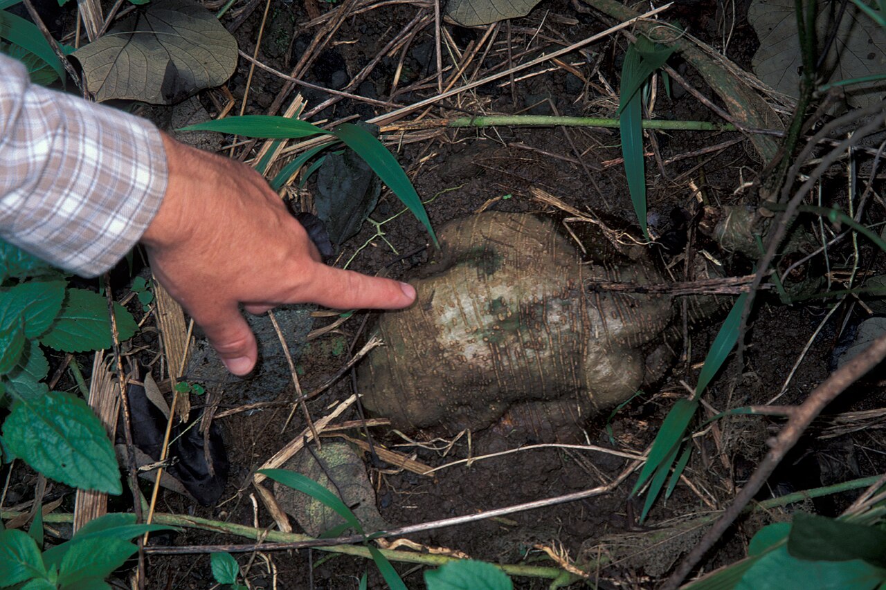 kudzu root