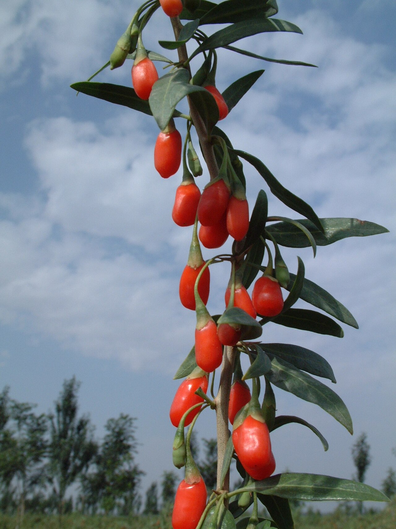 goji berry