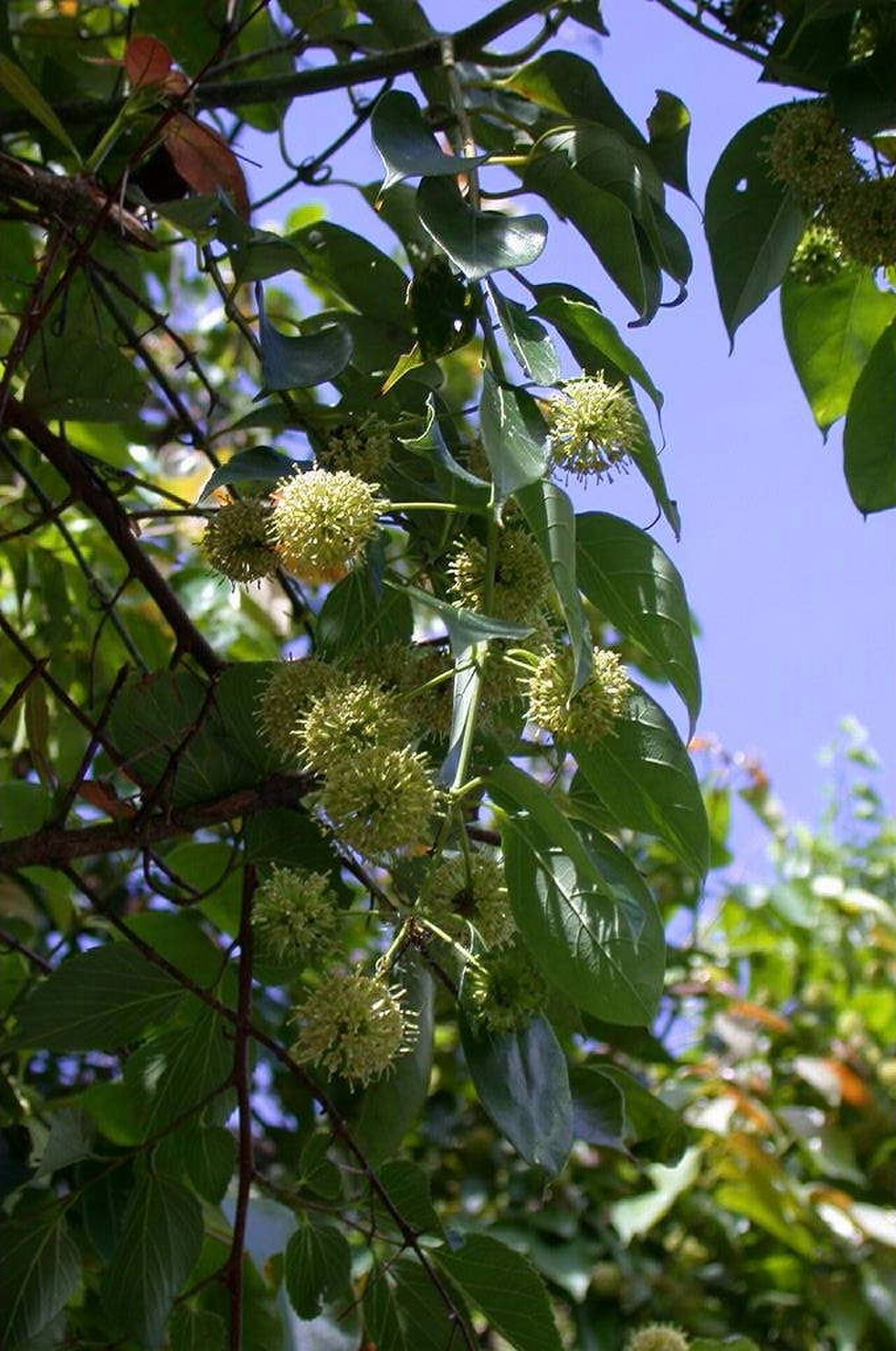 uncaria / cat's claw