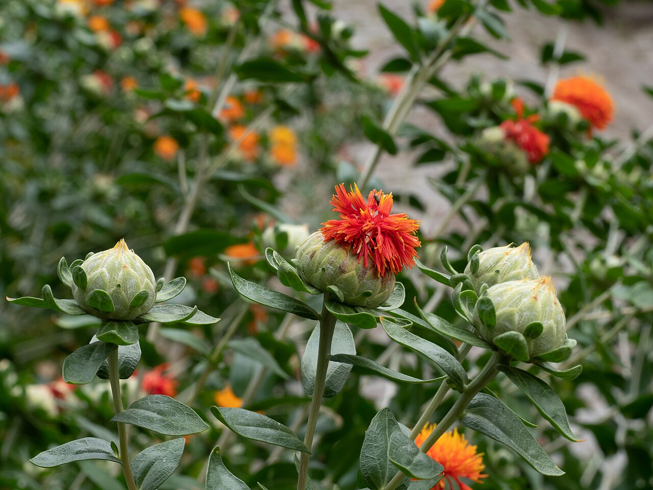 safflower