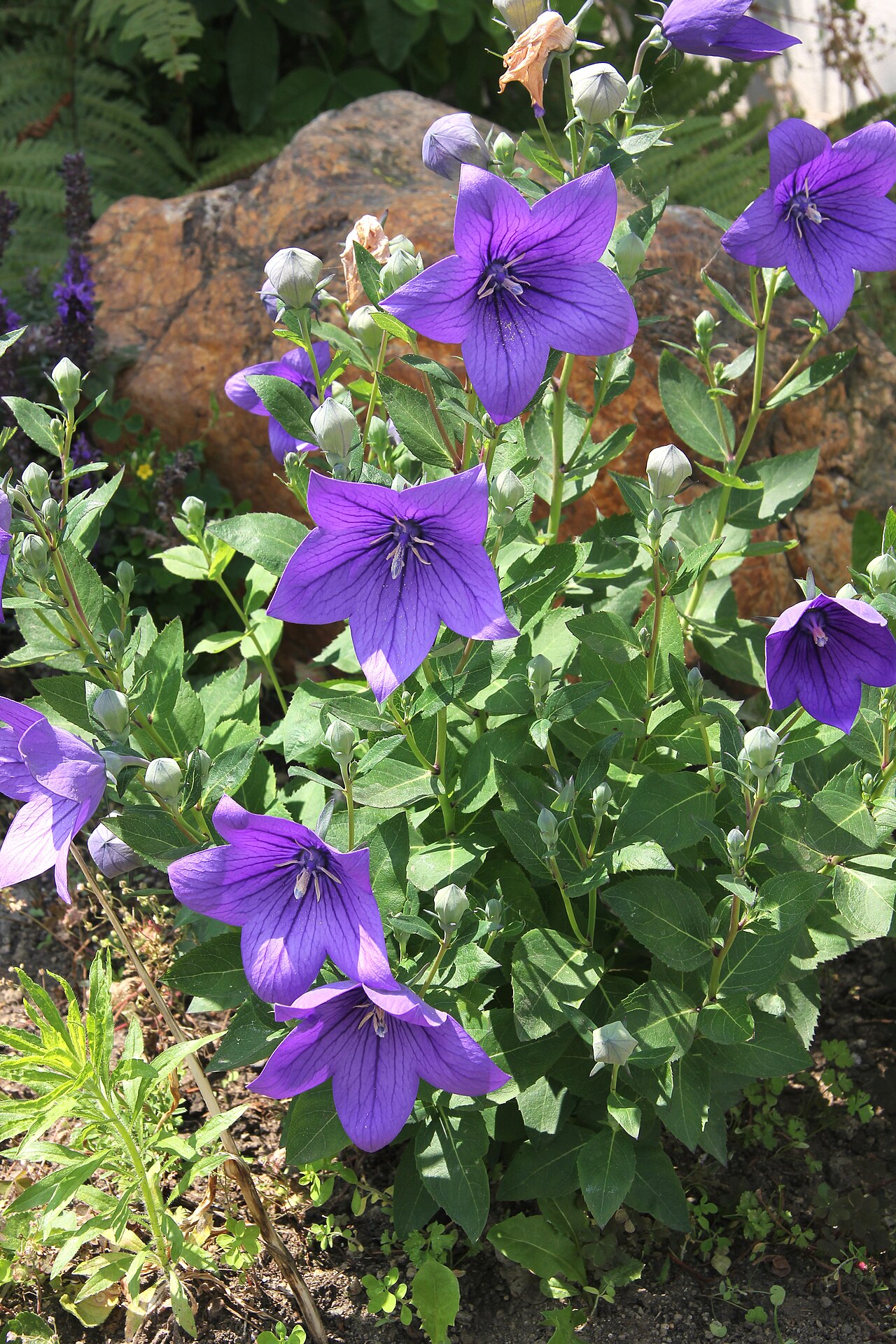 platycodon