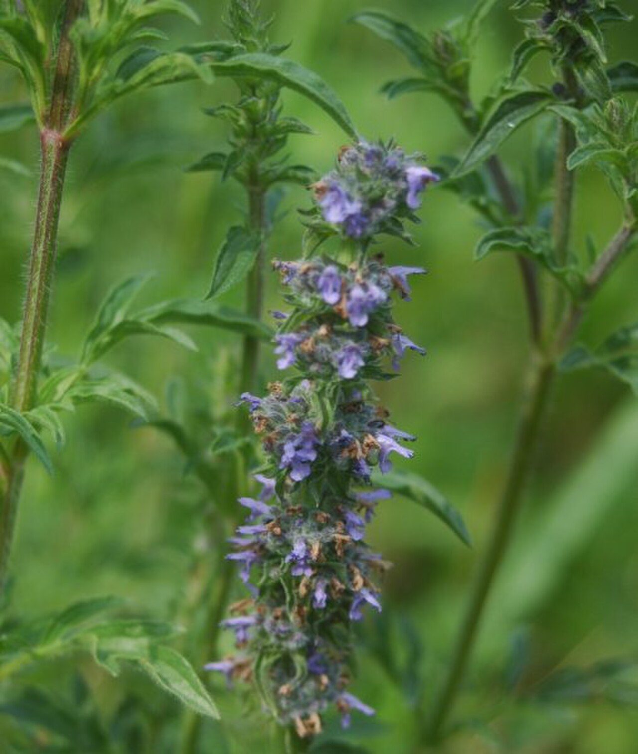 schizonepeta