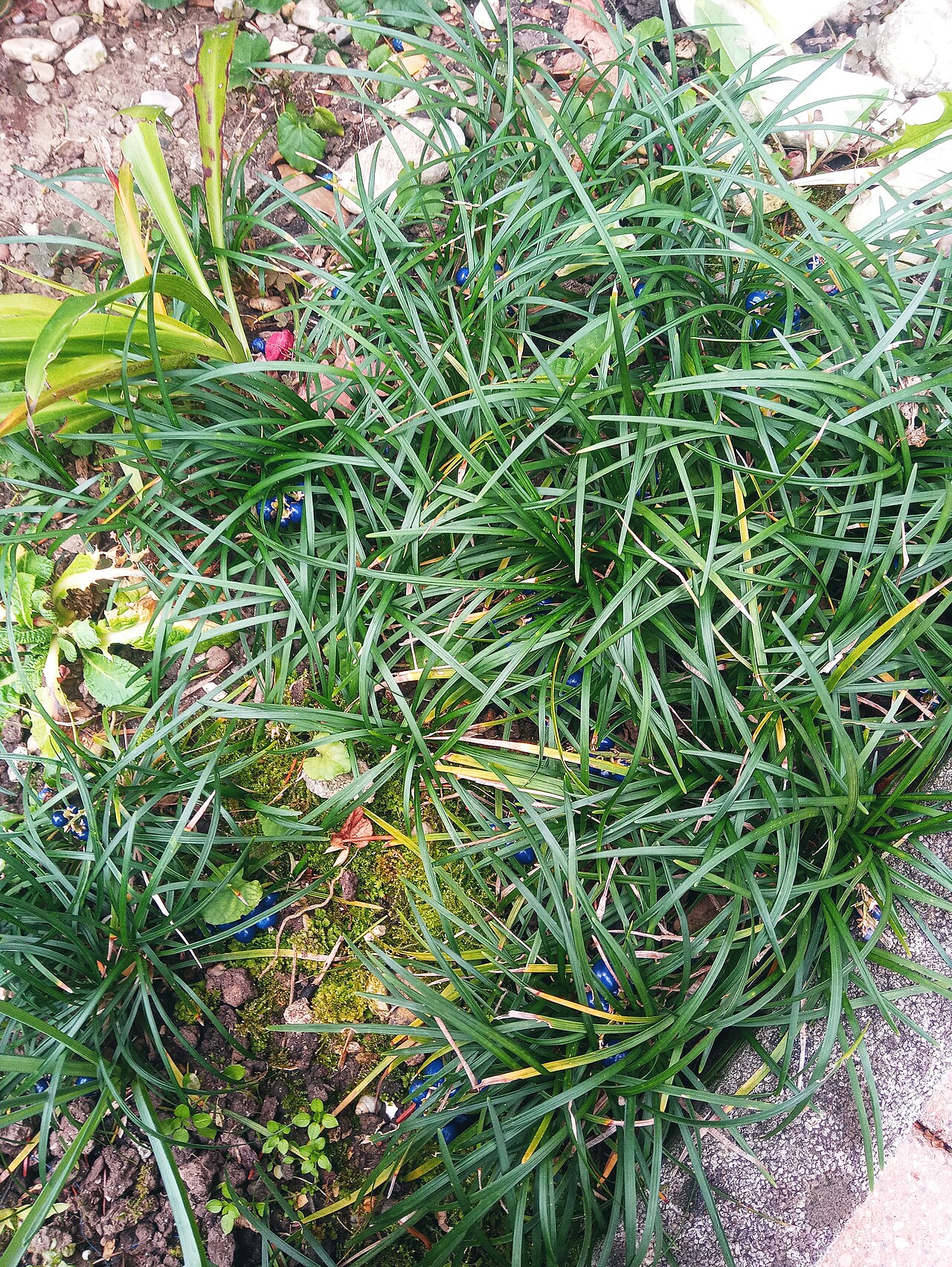 ophiopogon