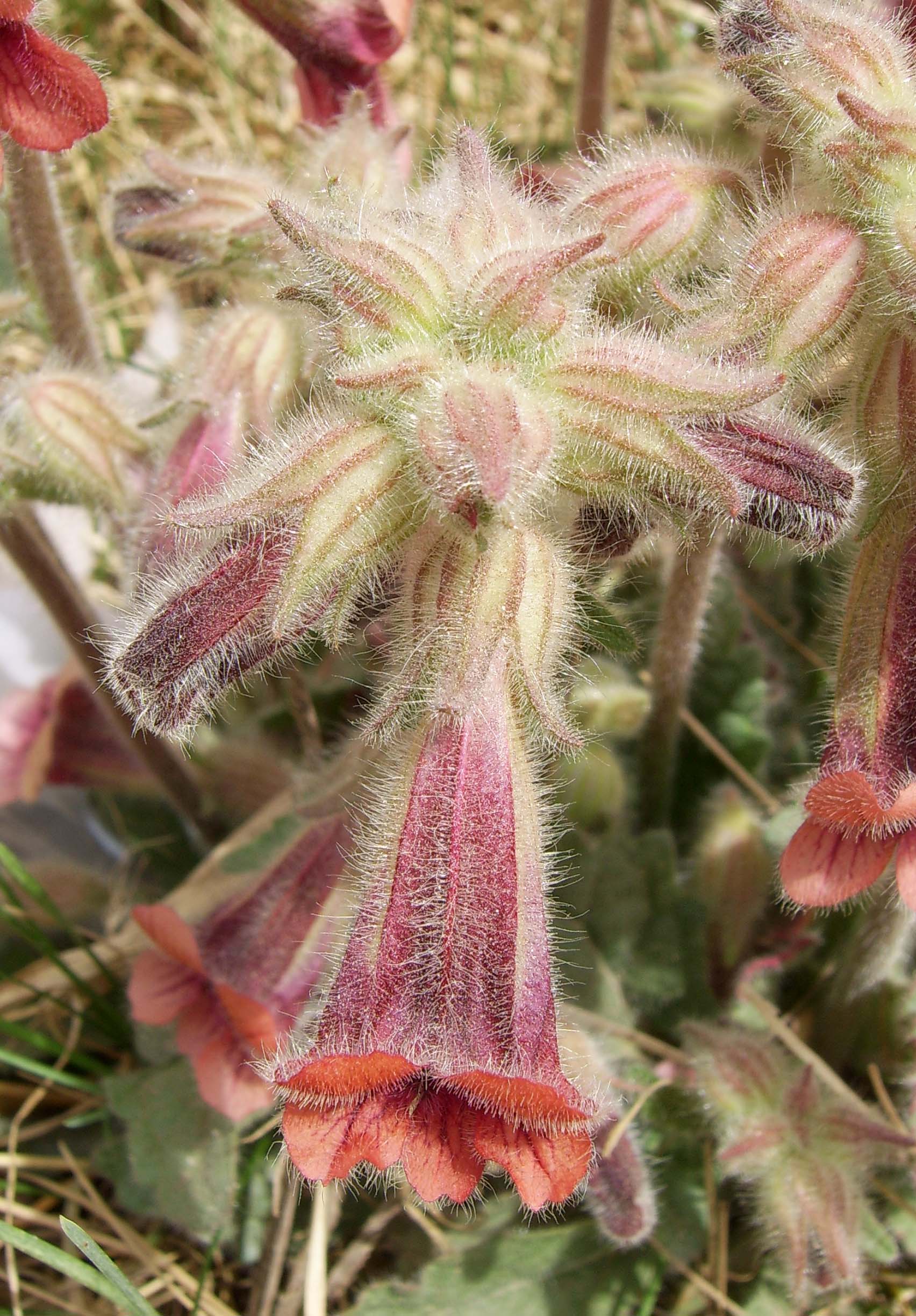 prepared rehmannia