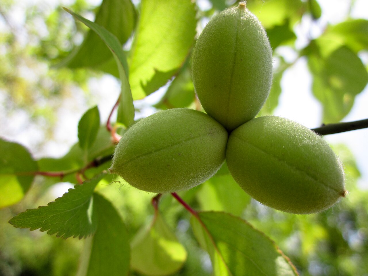 mume plum