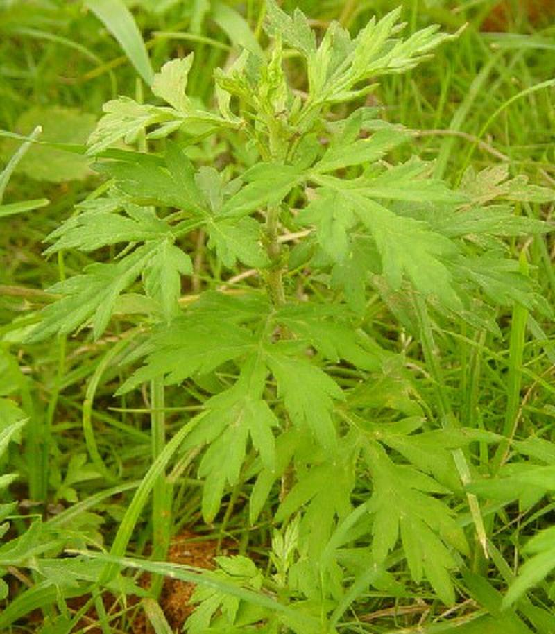 mugwort leaf