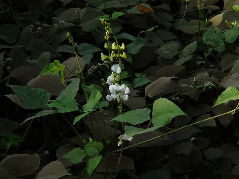 Hyacinth Bean