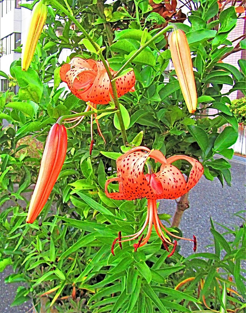 lily bulb