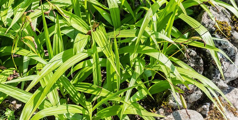 bletilla