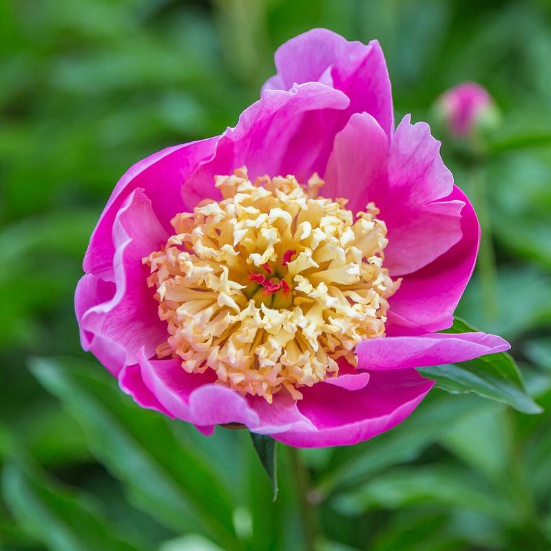 white peony