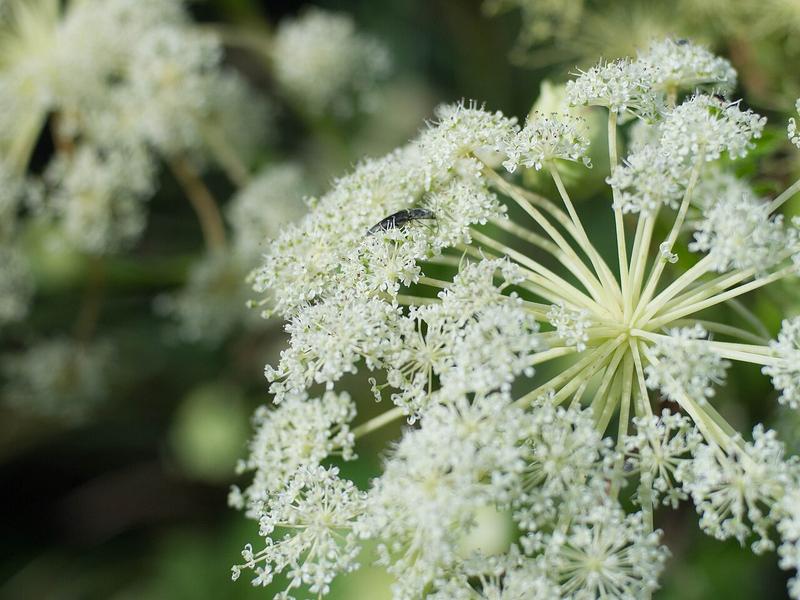 dahurian angelica
