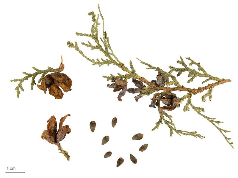 Biota Seed