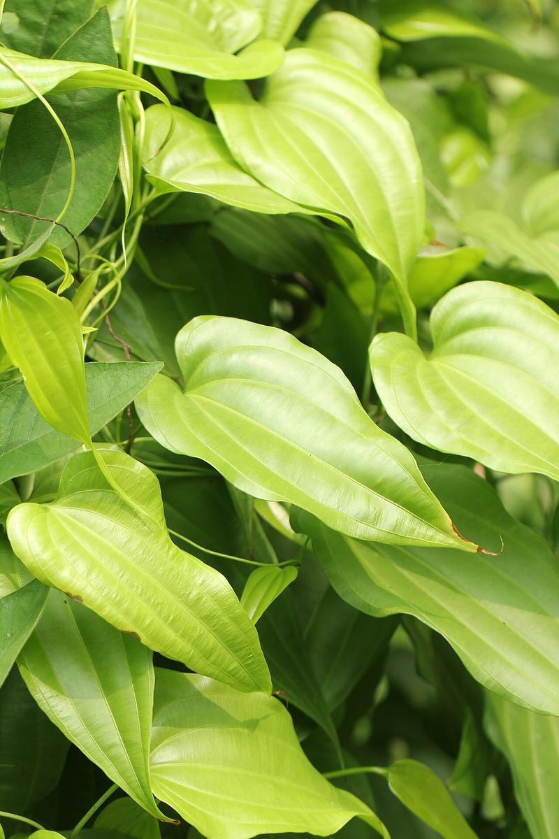 Stemona root (Bai Bu)