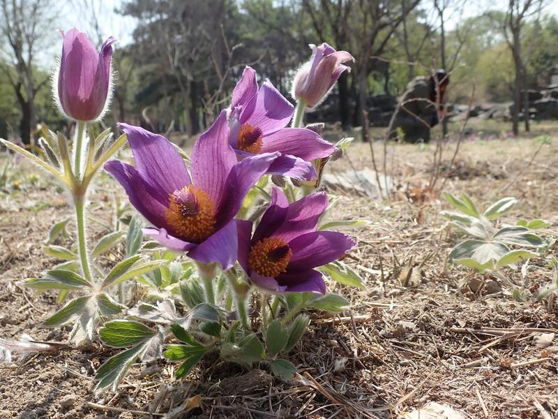 Pulsatilla (Bai Tou Weng)