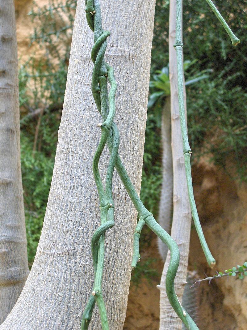 Cynanchum (Bai Wei)
