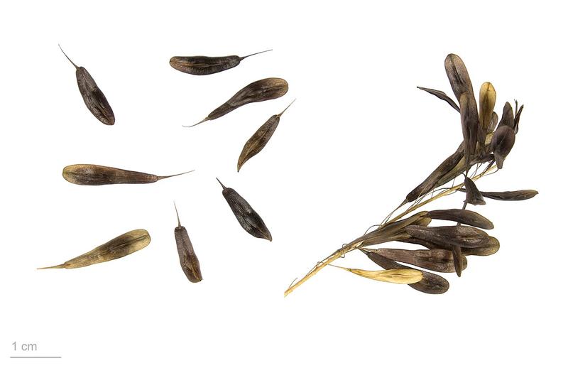 Isatis Root