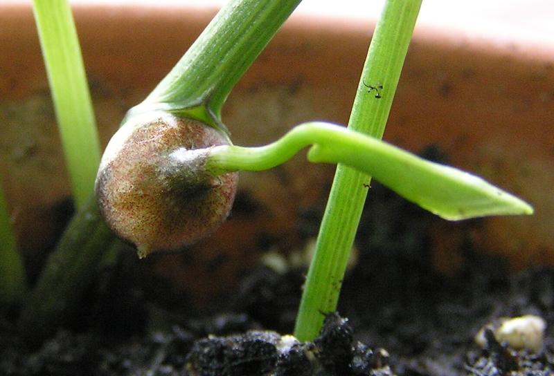 pinellia