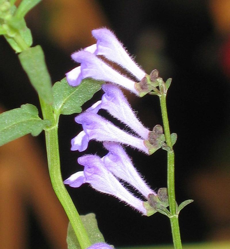 Scutellaria barbata (Ban Zhi Lian)