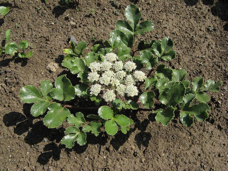 glehnia