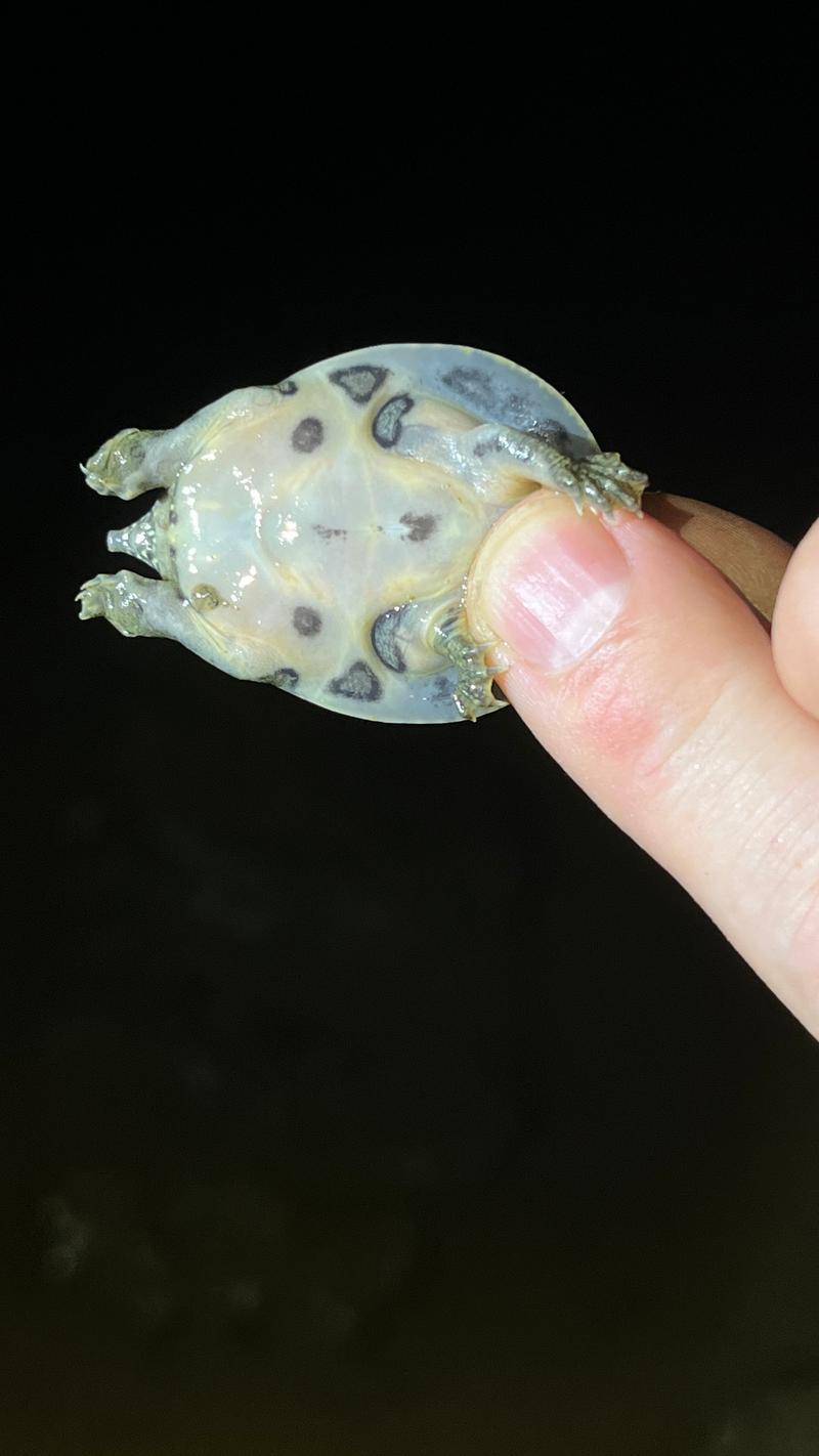 Turtle shell (Bie Jia)