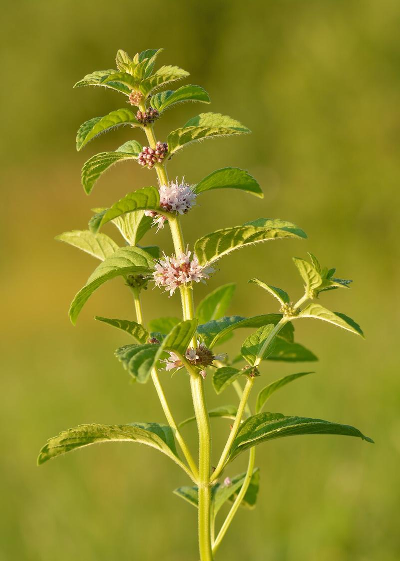 field mint