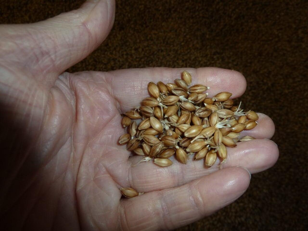 солод ячменный (май-я)